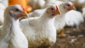 Alfonso Medrano: “Con bloqueo de vías en el sur peligra la producción de pollo y huevos por la falta de insumos alimenticios”