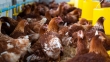 Cámara de Comercio de La Libertad descarta contagio del síndrome de Guillain Barre por consumo de aves