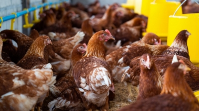 Cámara de Comercio de La Libertad solicita censo nacional a las unidades productores avícolas del país